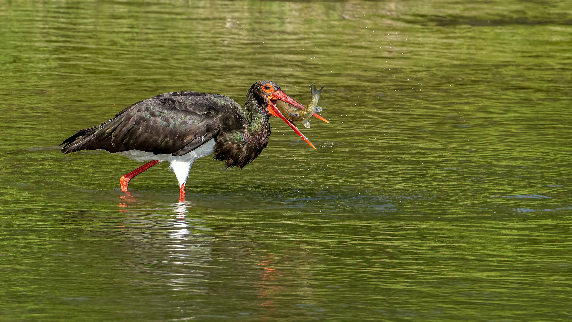 Black Stork